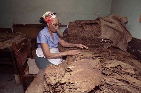 A woman sorting tobacco in a cigar factory.